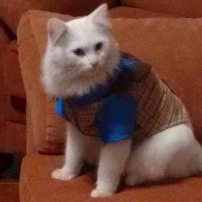 DodemoNan's profile picture. Fanática del cuy mágico,  farmacodependiente de tiempo completo, ovni en el cuerpo de una gorda