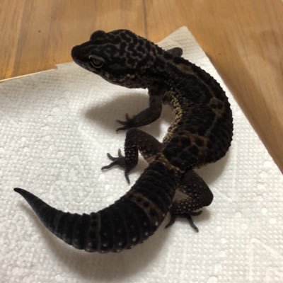 Dark red を中心に各種フトアゴ・レオパ・ニシアフブリード中✨冷凍餌通販😍 各種餌卸・生体卸も可能✨大阪府登録第4510-1