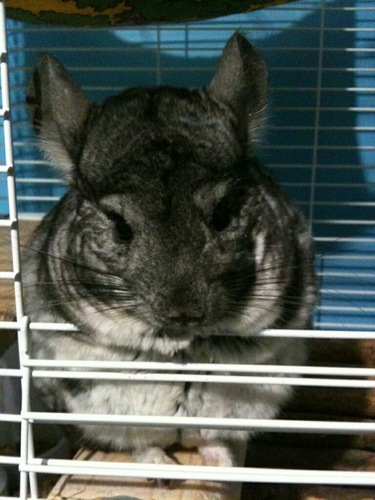 wallethechin's profile picture. Iz just a chinchilla......I likes peanutz n treatz n raizins n treatz n ....n.....other stuff!