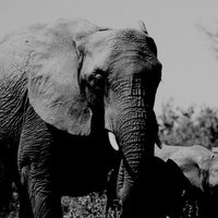 ElephantKind (@elephant_kind) 's Twitter Profile