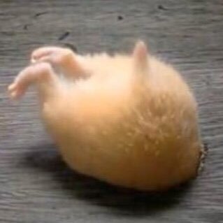 tamagonattog's profile picture. ぼやきつつ懸賞やりつつ頑張ります！