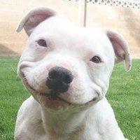 ChrisVers (@jestingchris) 's Twitter Profile