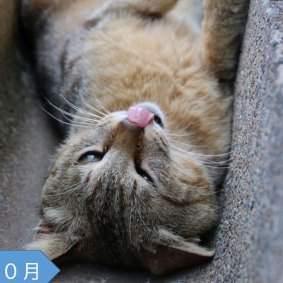 九州大学ねこ部(サークル)です(^・ω・^=)ﾉｼ猫を通して人や人間社会と動物や自然との関係性の在り方について真面目に考えるサークルです。 インスタグラム→ kyusyudaigakunekobuで検索