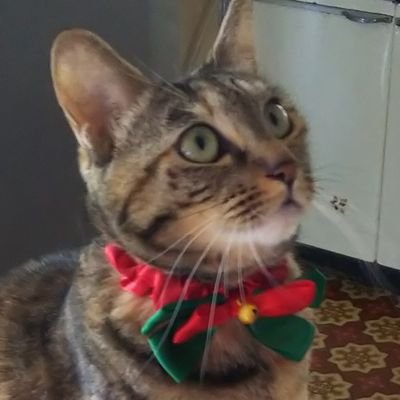 comomo24977521's profile picture. 仕事はダイエットウォッチャー 管理栄養士もしています。