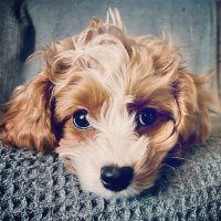 Pumpkin the Cavapoo (@pumpkincavapoo) 's Twitter Profile