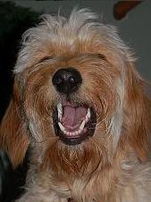 Roxy_The_Dog's profile picture. She-Dog Of The Pounce.