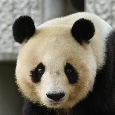 シャンシャン🐼がきっかけで、パンダが大好きになりました。
神戸のタンタンにはひとめぼれ🩷
週末は上野か神戸に通っています。
五月山動物園のウォンバット、天王寺動物園のホウちゃん…月一の遠征で元気をもらっています🤗
アルフィーファン歴39年🎸
今はZOO活が中心です🍀
転載はお断りします。