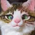 ããã Makina (@cat_makina) Twitter profile photo ããã Makina (@cat_makina) Twitter profile photo