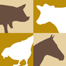 BC Farm Animal Care Council is an organization of farmers and ranchers working together to advance responsible, humane animal care within the farm community.