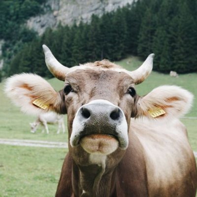 Groupe d'étudiants qui réalise une étude de marché sur la viande bovine afin de trouver les meilleures solutions de vente pour aider un producteur du Morbihan.