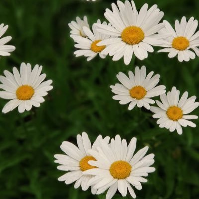 gotrdonna's profile picture. ความบันเทิง