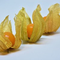 Physalis Improvement Project (@physalisproject) Twitter profile photo