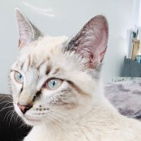 Itty Bitty Kitty (@ittybittykitt20) 's Twitter Profile