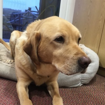 CcbTegan's profile picture. Love walkies, food & helping out at St Nicks, Christ College Brecon