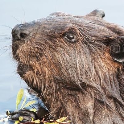 EcompVideo's profile picture. Post-sardonic Beaver-Looking Cunt, Does Multimedia, Cyberbully, he/them, Noble Rat, Very Healthy Neurotypical Guy™, Morgarian, Utopian, Council Member, 4HL