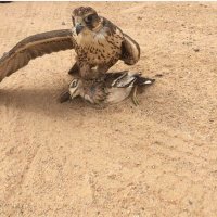 حبيب عبدالله بن حبيب العازمي (@df1ae777pwtmk1h) 's Twitter Profile