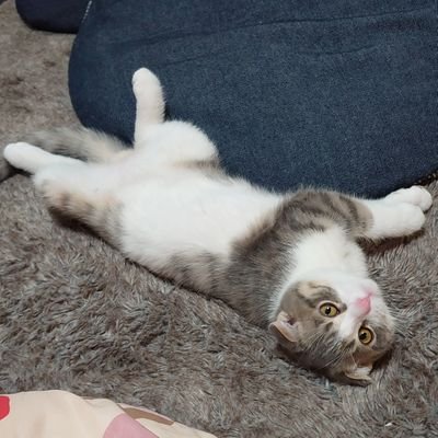 猫初心者です。猫の可愛さにハマりました。
無言フォローすみません。猫ちゃんのことなど共有できたらウレシイです。

20/1/27 2.8キロ→20/2/5   3.0キロ→20/2/28 3.4 

2019年11月10日　トシローが我が家の家族になりました。

スコティッシュフォールド　♂
2019年9月10日生まれ