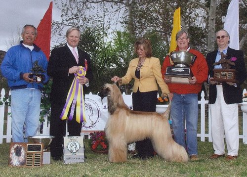 Polo Afghans: Champion Get Worldwide! Showing and breeding Afghan Hounds is my passion. I have made great friends throughout the world and I now love Europe!