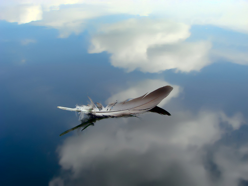 featherinvite's profile picture. One person...one feather...one piece of peace.  An invitation to aspiration.