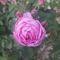 saeed alrawahi (@rawah393saeed) Twitter profile photo