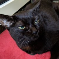 ももぴの家来 (@saitoummp) 's Twitter Profile Photo ももぴの家来 (@saitoummp) 's Twitter Profile Photo