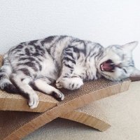 あい。 (@ai_shib) 's Twitter Profile