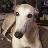 Pablo_Greyhound's profile picture. AKA 'Mr. Handsome'...I'm an ex racer from Miami, Florida.Now I live in Canada with my bff @AliceGreyhound, the 2 cat's, & our two favorite people! otrb 9/20/13