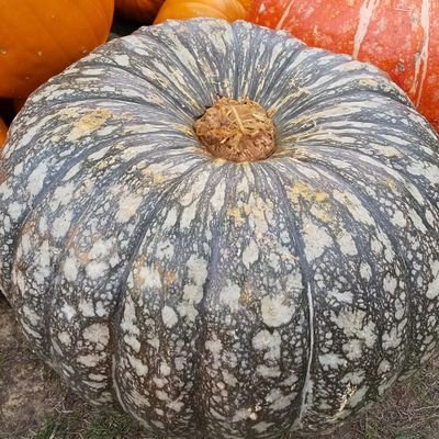 takumi_InIwt's profile picture. 日本の通信を支える存在。なんの因果か社会人生活は岩手からスタート。徐々に南下中。