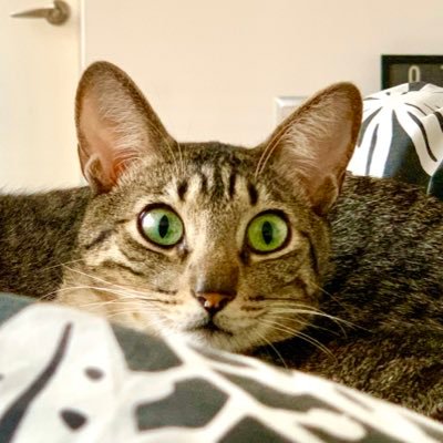 huicho98's profile picture. 