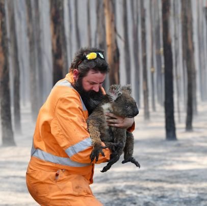 Find a comprehensive list of organizations helping wildlife in Australia impacted by the bushfires on our website.