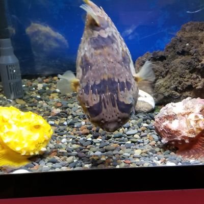 VokxyVm8FC0teTH's profile picture. 伊豆市の土肥で中華料理を作りながらマイボートで釣りしてます-w
海好き
魚好き
釣りが好き❤️
ジャンル問わずいろいろな海釣りを楽しむ‼️
NEWアカウントで再始動。

#中華ちゃん　(笑)