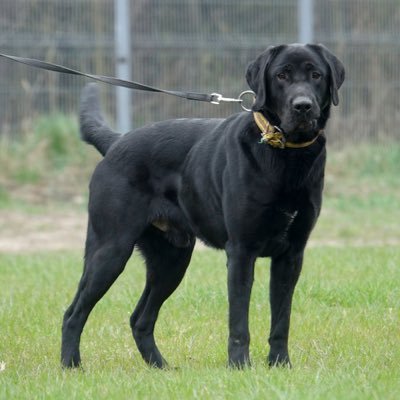 Police Canine; Labrador Retriever. Handler Officer Michael Lesnik