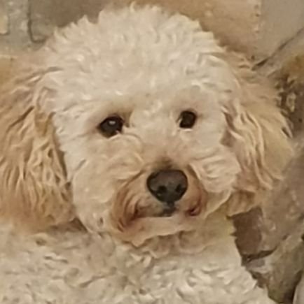 fakekinson's profile picture. Jesus loves you Christ is king