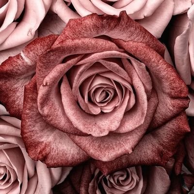 nrzrhpp's profile picture. Be Nice Or Leave.