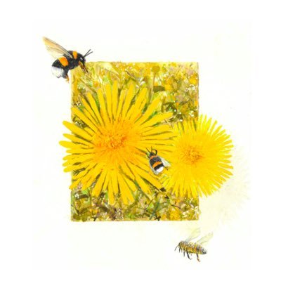 A campaign to let dandelions bloom for a short few weeks to help feed bees this Spring. They are our wild bees’ most favourite food. Help halt the bee decline