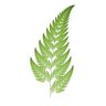 fern_ict's profile picture. Specialising in the provision of consultancy services, solutions and innovations to maximise the return from technology investments.