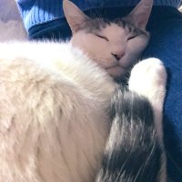 とろ (@torosunao) 's Twitter Profile