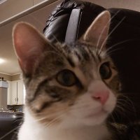 Justin (@technolojackal) 's Twitter Profile