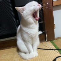 なおのしん (@naono_furu) Twitter profile photo