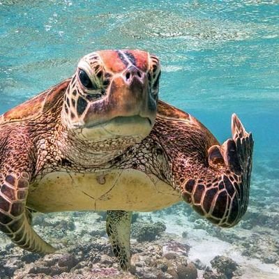 hatokamex's profile picture. メルブラこうま、頑張ります