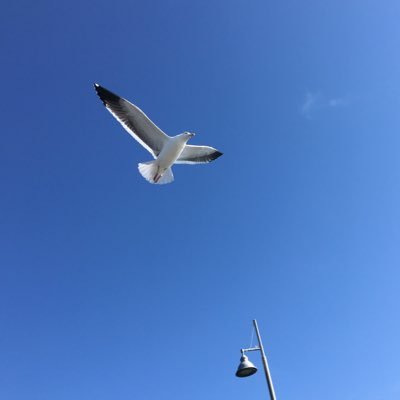 yanli19933's profile picture. I like music