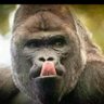 TMoerane26's profile picture. 😜😜😜😜😜
“The tongue has no bones but is strong enough to break a heart. So be careful with your words.”
