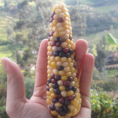 Caribeño Colombiano; Me gusta Hablar y Escuchar; Orgulloso Hijo de la Universidad Pública; No hay Preguntas estúpidas; Amante de la Naturaleza; Ser Curioso...