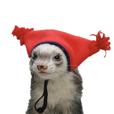 Karl the Ferret