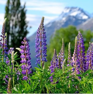 Baltorgyn1's profile picture. 