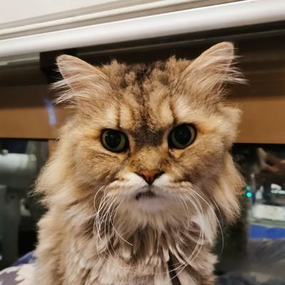 hachichen's profile picture. 