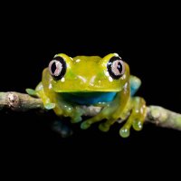 NHM Systematics & Biodiversity (@journalsystbio) 's Twitter Profile