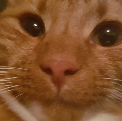 Itzagame64's profile picture. Good afternoon.  Web Developer and UI/UX designer. Running HP Servers with pride.