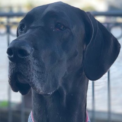 LunaFluentKey's profile picture. Soy Luna, una gran danés. Tengo casi 3 años y me encanta jugar #FluentKey! #FluentKeyDogs #GranDanés #langchat