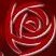 Chicago Rose (@chicagorosebdsm) 's Twitter Profile